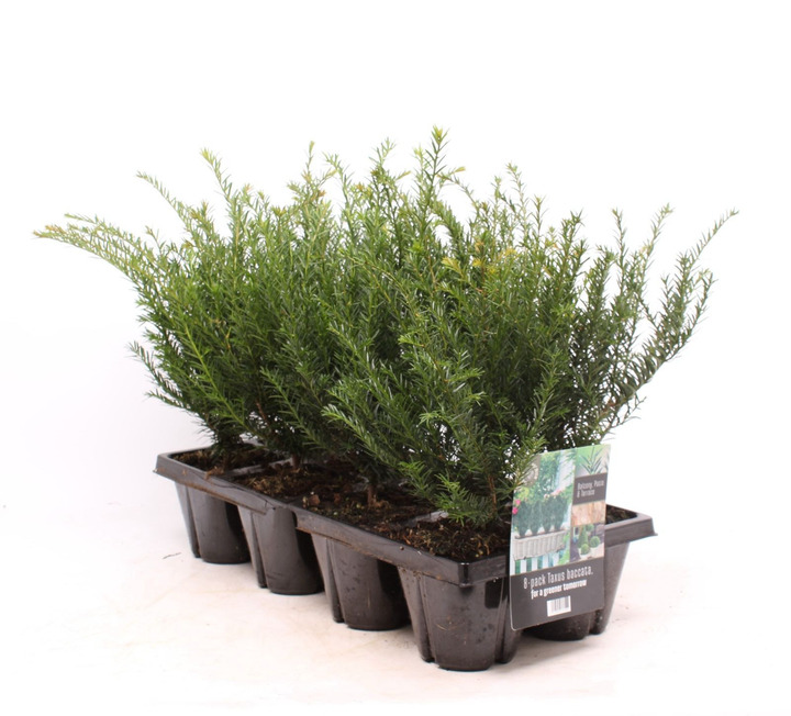 Kukmedis europinis (Lot Taxus baccata) 8-PACK (13 CM)