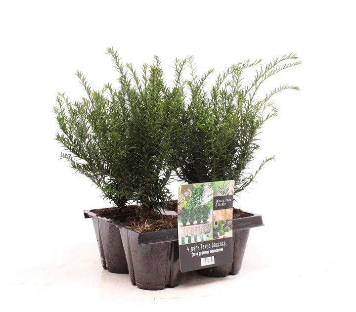 Kukmedis europinis (Lot Taxus baccata) 4-PACK (13 CM)