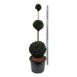 Kukmedis europinis (Lot Taxus baccata) TRIOBAL.150-175 C90