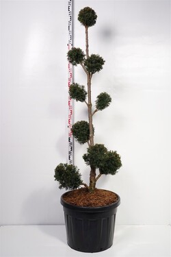 Kukmedis europinis (Lot Taxus baccata) MULTI 150-175 C90