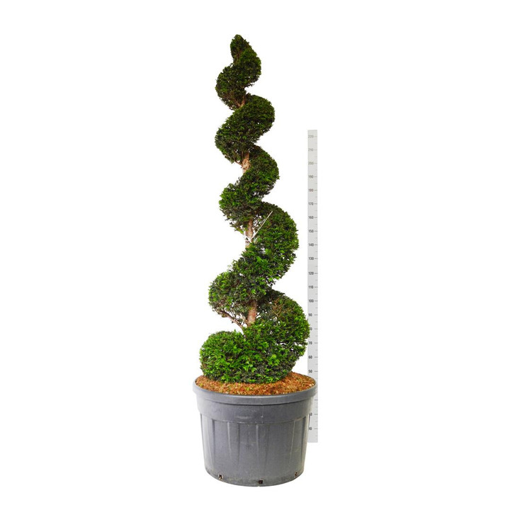 Kukmedis europinis (Lot Taxus baccata) 200-225 CM SPI C180