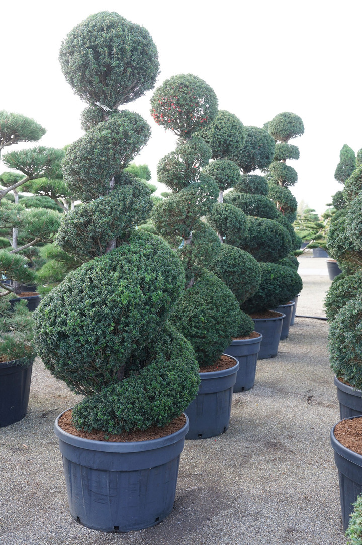 Kukmedis europinis (Lot Taxus baccata) 200-225 CM SPI C180