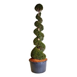 Kukmedis europinis (Lot Taxus baccata) 250-300 CM SPIR C285 - nuotrauka 1