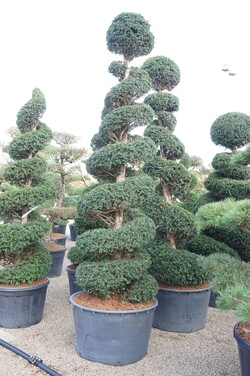 Kukmedis europinis (Lot Taxus baccata) 250-300 CM SPIR C285 - nuotrauka 2