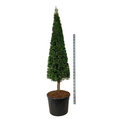 Kukmedis europinis (Lot Taxus baccata) CONE ON STEM 200-225 C110