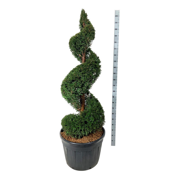 Kukmedis europinis (Lot Taxus baccata) 150-175 SPIRAL. C130