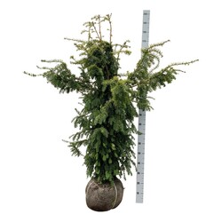 Kukmedis europinis (Lot Taxus b.) 'Dovastonii Aurea' 140-160 CM RB EXTRA