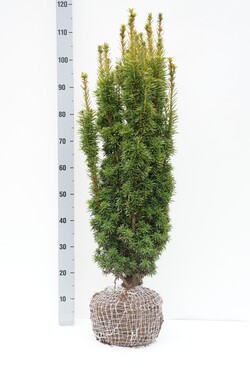 Kukmedis europinis (Lot Taxus b.) 'David' 90-100 CM RB