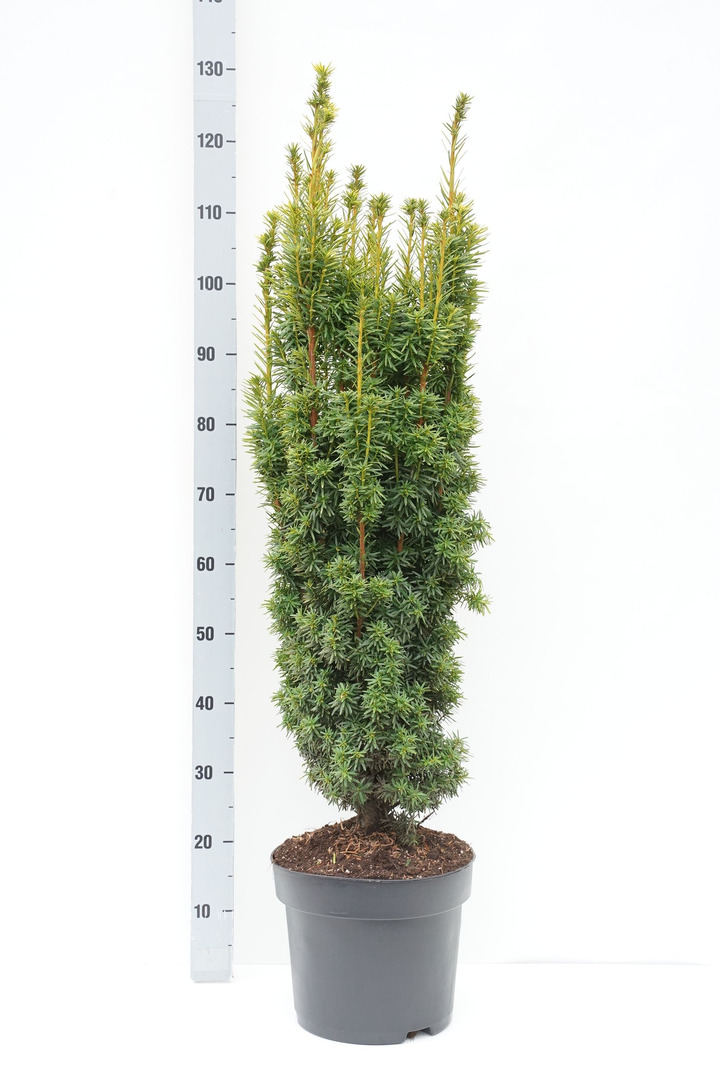 Kukmedis europinis (Lot Taxus b.) 'David' C10 90-100 CM
