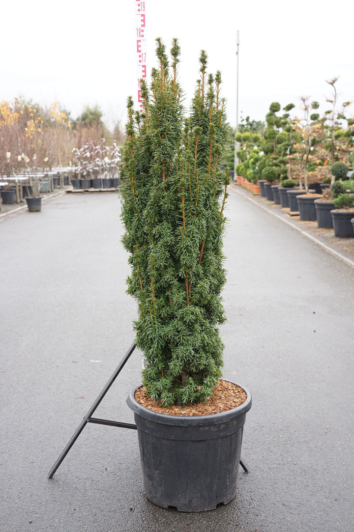 Kukmedis europinis (Lot Taxus b.) 'David' C55 120-140CM EXTRA