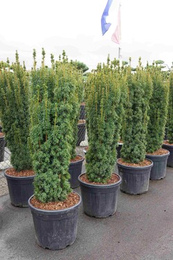 Kukmedis europinis (Lot Taxus b.) 'Dovastoniana' C55 160-180 CM EXTRA - nuotrauka 2