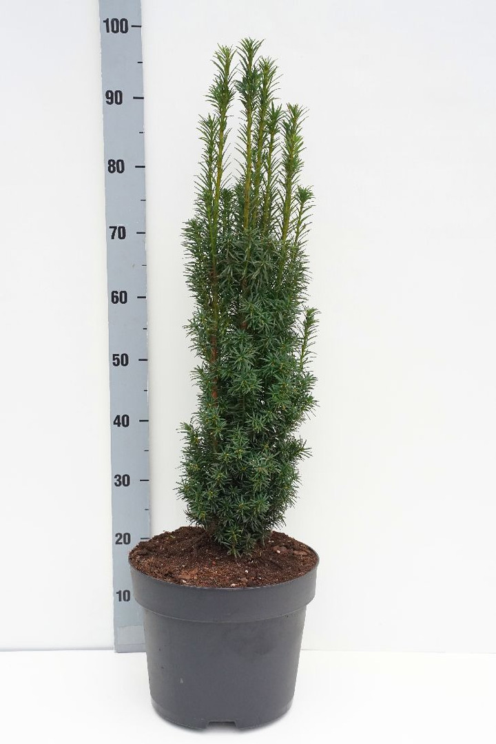 Kukmedis europinis (Lot Taxus b.) 'Fastigiata' C10 70-80 CM