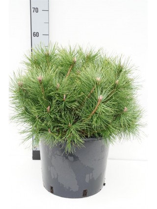 Kalninė Pušis (Lot Pinus Mugo) 'Uncinata' C15 50-60CM-PUŠYS-SPYGLIUOČIAI
