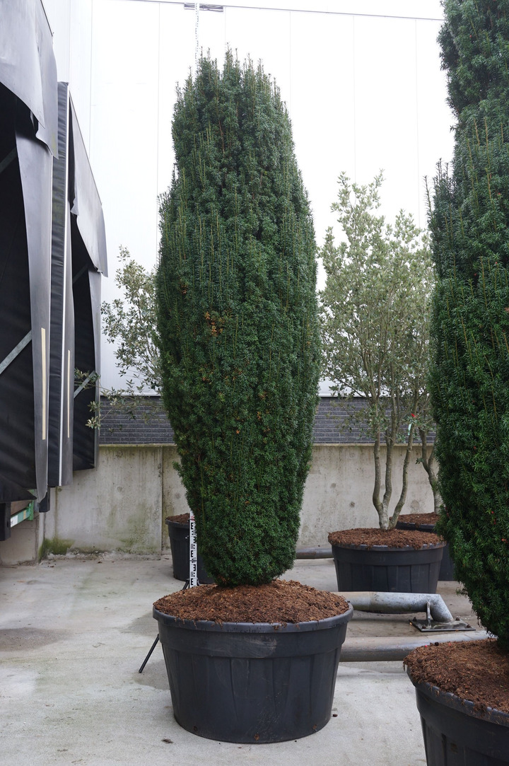 Kukmedis europinis (Lot Taxus b.) 'Fastigiata' C500 300-350 CM SOL