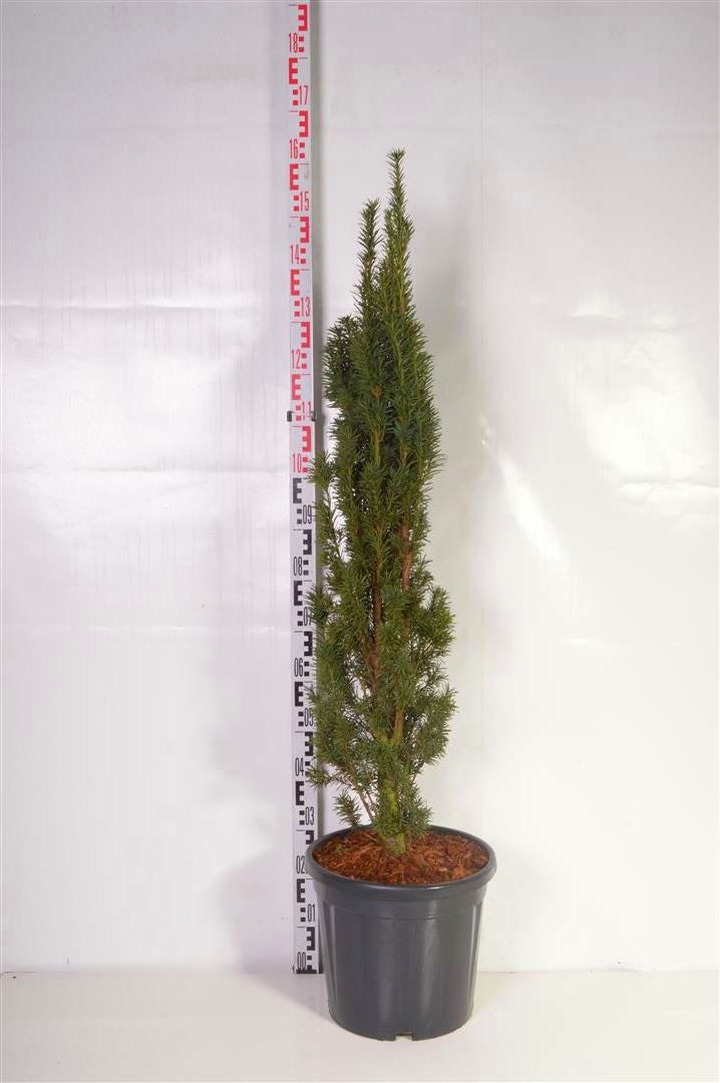 Kukmedis europinis (Lot Taxus b.) 'Fastigiata Robusta' C20 90-100 CM