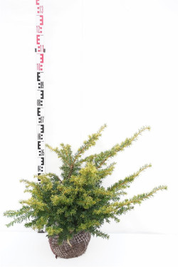 Kukmedis europinis (Lot Taxus b.) 'Goud Elsje' 40-50 CM RB