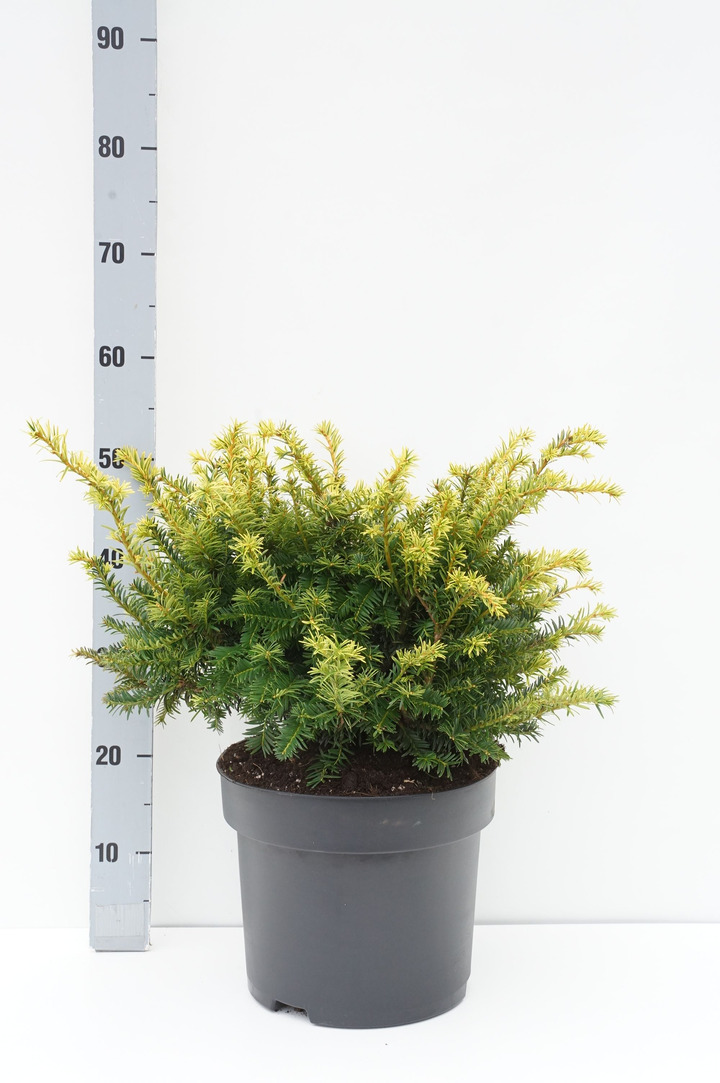 Kukmedis europinis (Lot Taxus b.) 'Goud Elsje' C10 30-40 CM