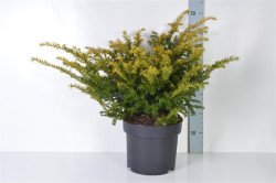 Kukmedis europinis (Lot Taxus b.) 'Goud Elsje' C10 40-50 CM - nuotrauka 2