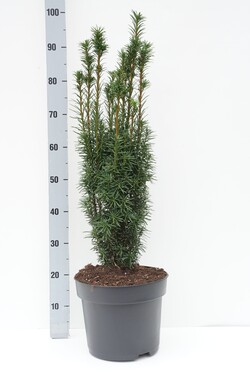 Kukmedis europinis (Lot Taxus b.) 'Green Rocket' C10 70-80 CM