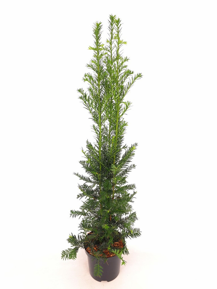 Kukmedis europinis (Lot Taxus b.) 'Hopken's Gigant' C3/P19 80-100 CM