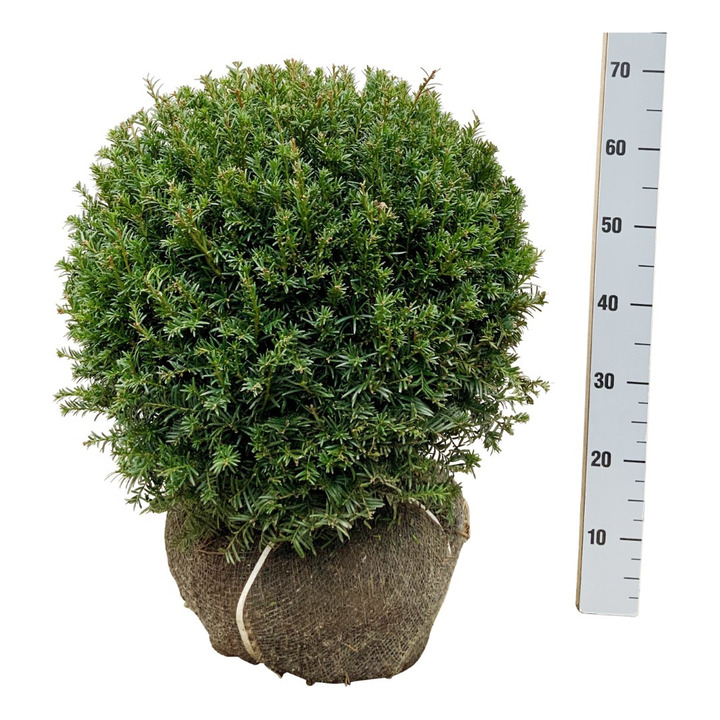 Kukmedis europinis (Lot Taxus b.) 'Hopken's Gigant' 45-50 CM BAL RB EXTRA