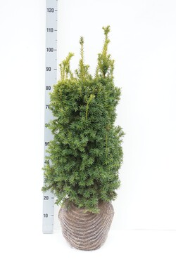 Kukmedis europinis (Lot Taxus b.) 'Judith' 70-80 CM RB EXTRA