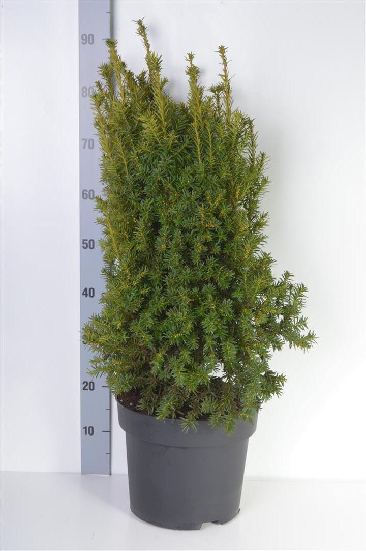 Kukmedis europinis (Lot Taxus b.) 'Judith' C10 70-80 CM