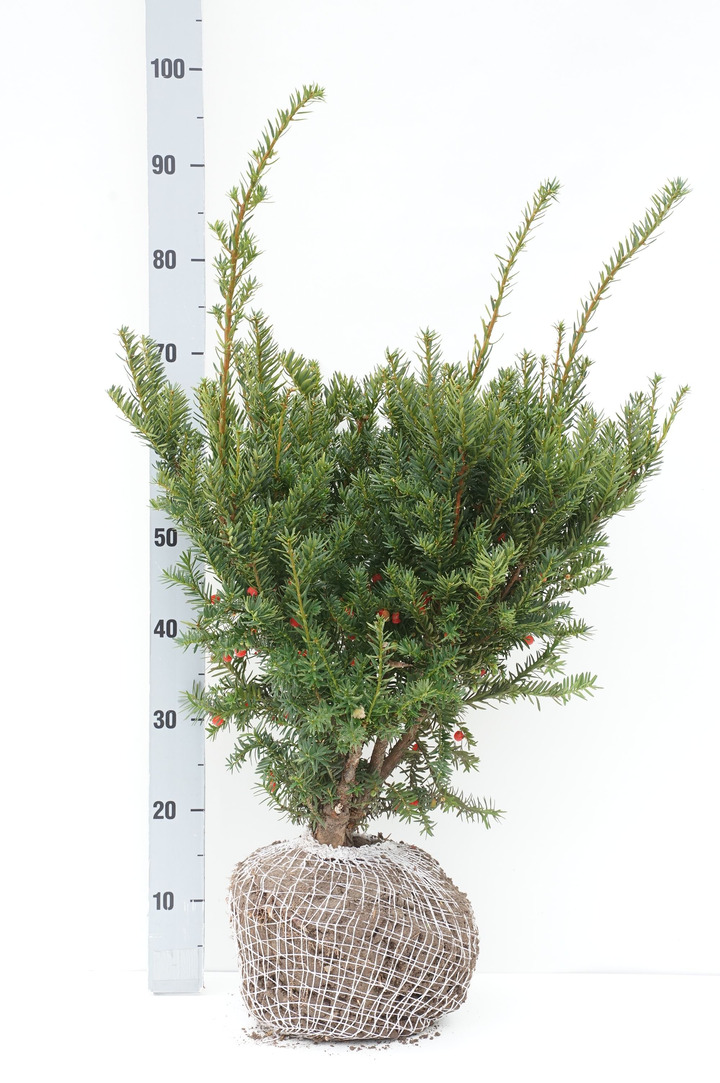 Kukmedis europinis (Lot Taxus b.) 'Nissen's Prasident' 50/+ CM RB