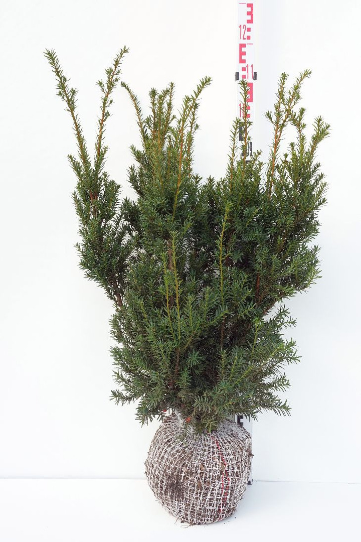 Kukmedis europinis (Lot Taxus b.) 'Nissen's Prasident' 70-80 CM RB