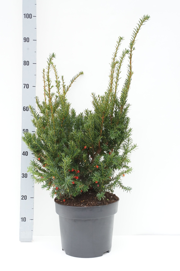 Kukmedis europinis (Lot Taxus b.) 'Nissen's Prasident' C10 50-55 CM