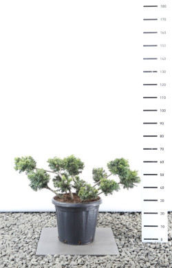 Kukmedis europinis (Lot Taxus b.) 'Summergold' MULTIB 80-100 CM EXTRA C25