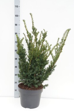 Kukmedis dygusis (Lot Taxus cuspidata) C10 50-60 CM - nuotrauka 1