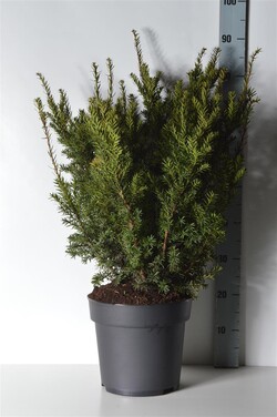 Kukmedis dygusis (Lot Taxus cuspidata) C10 50-60 CM - nuotrauka 2