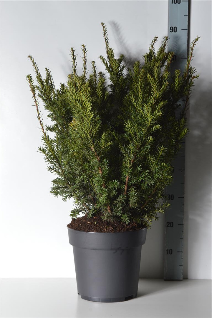 Kukmedis dygusis (Lot Taxus cuspidata) C10 50-60 CM