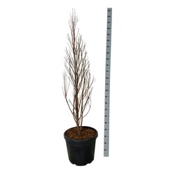 Taksodis dvieilis (Lot Taxodium dis.) 'Lindsey's Skywater' C55 150-175CM EXTRA