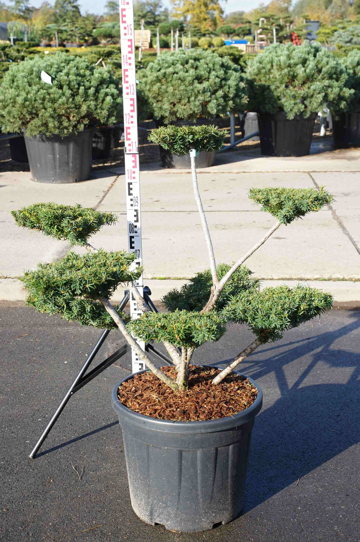 Kukmedis tarpinis (Lot Taxus media) 'Farmen' BONSAI 80-100CM C55