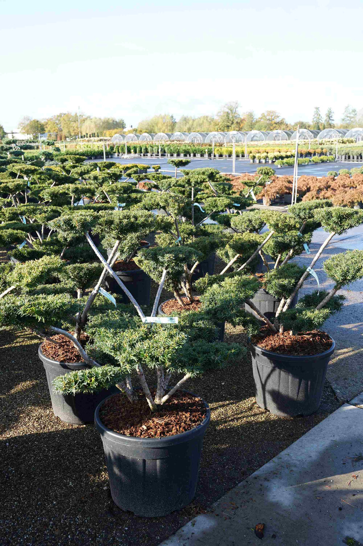 Kukmedis tarpinis (Lot Taxus media) 'Farmen' BONSAI 80-100CM C55