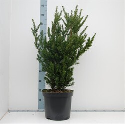 Kukmedis tarpinis (Lot Taxus media) 'Hillii' C5/P23 60-70 CM