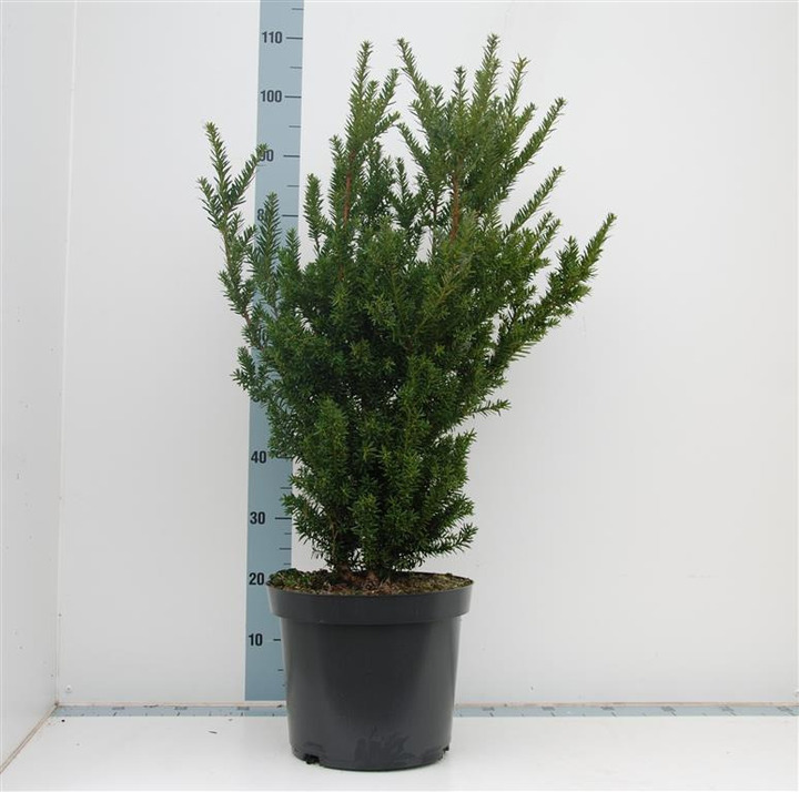 Kukmedis tarpinis (Lot Taxus media) 'Hillii' C5/P23 60-70 CM