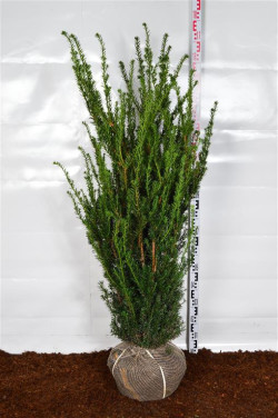 Kukmedis tarpinis (Lot Taxus media) 'Hillii' 120-140 CM RB - nuotrauka 2