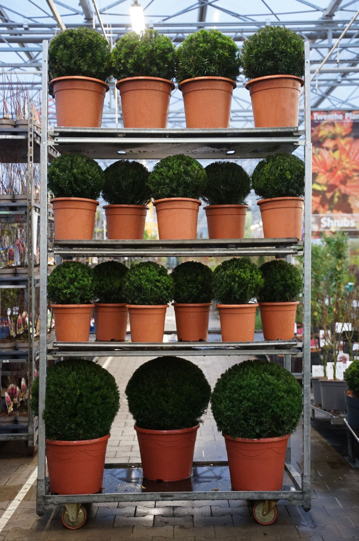 Kukmedis tarpinis (Lot Taxus media) MIX CC 6 Groenland' 15x Ball 25-30 CM + 10x Ball 30-35 CM + 6x Ball 45 CM + 'Farmen' 9x Ball