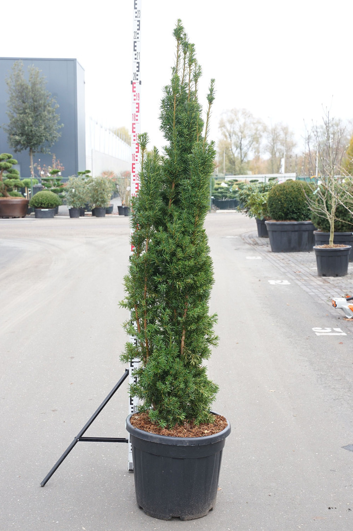 Kukmedis tarpinis (Lot Taxus media) 'Viridis' C55 160-180 CM EXTRA