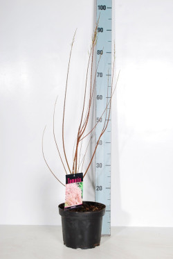 Eglūnas keturkuokis (Lot Tamarix tetrandra) C3/P19 50-60 CM - nuotrauka 2