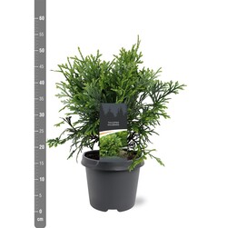 Tujenis kapoklinis (Lot Thujopsis dolabrata) C5/P23 40-50 CM