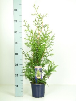 Tuja vakarinė (Lot Thuja occ.) 'Brabant' C1,5/P15 30-40 CM
