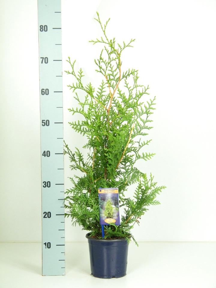 Tuja vakarinė (Lot Thuja occ.) 'Brabant' C1,5/P15 30-40 CM