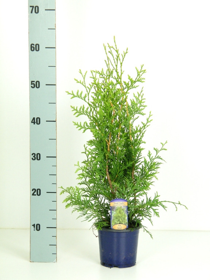 Tuja vakarinė (Lot Thuja occ.) 'Brabant' C1/P13 30-40 CM