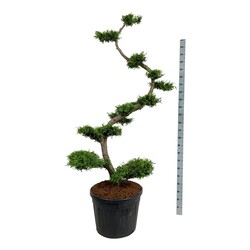 Tuja vakarinė (Lot Thuja occ.) 'Brabant' BONSAI 175-200 C90