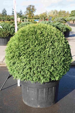 Tuja vakarinė (Lot Thuja occ.) 'Brabant' BALL 100-125 CM C230 - nuotrauka 1