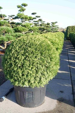 Tuja vakarinė (Lot Thuja occ.) 'Brabant' BALL 100-125 CM C230 - nuotrauka 2